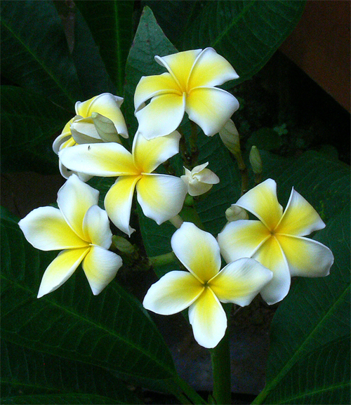 夏本番近し 亜熱帯の花々 活き活きと 癒しの八丈島 夏本番近し 亜熱帯の花々 活き活きと 癒しの八丈島