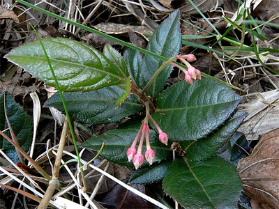 yabukouji-tubomi