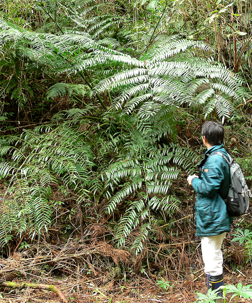 大型 リュウビンタイ