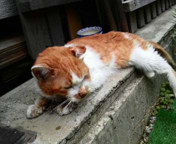 ミミちゃんに抗生物質の軟膏を塗りました・・・。 : のらこっこ のら猫 
