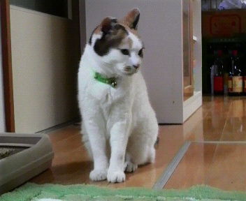 今日のシロちゃんです。