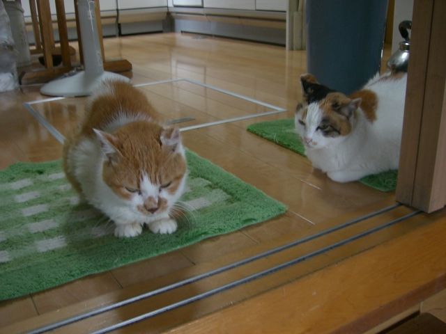 ミミちゃんとシロちゃん