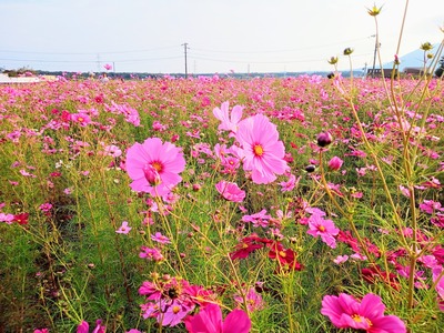 IMG_20231019_154202_958~2_copy_2304x1728