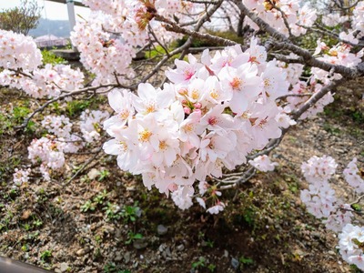 IMG_20210330_105606_668~2