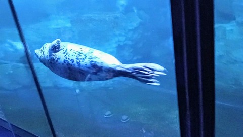 VID_20240820_114940_exported_5708~2_copy_1440x810