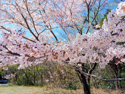 IMG_20220404_101039_160~2_copy_2304x1728