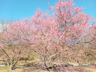 IMG_20210322_154806_293~2