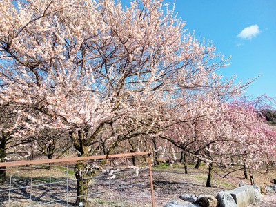 IMG_20210322_153734_978~2