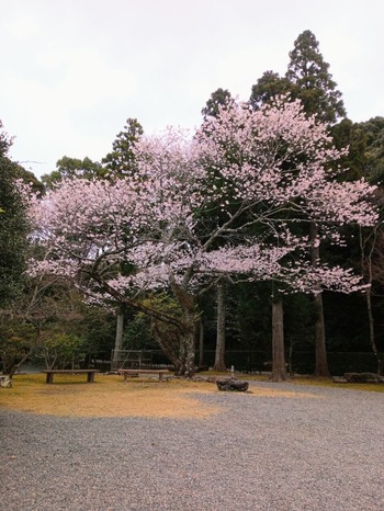 IMG_20220329_123729_693~2_copy_1728x2304