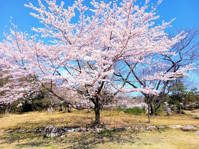 IMG_20220404_101154_294~2_copy_2304x1728