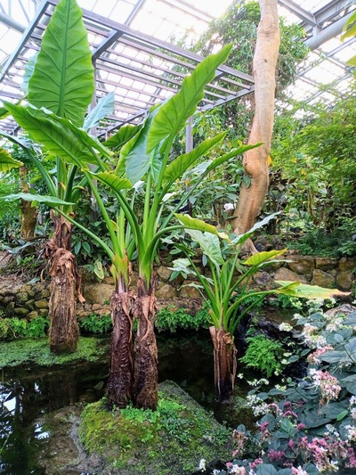 IMG_20231225_140919_319~2_copy_2592x3456