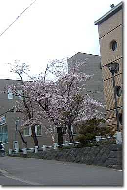 小樽警察署前庭の桜開花