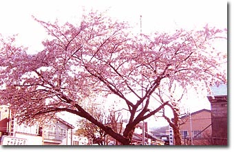 こどもの国公園桜BS