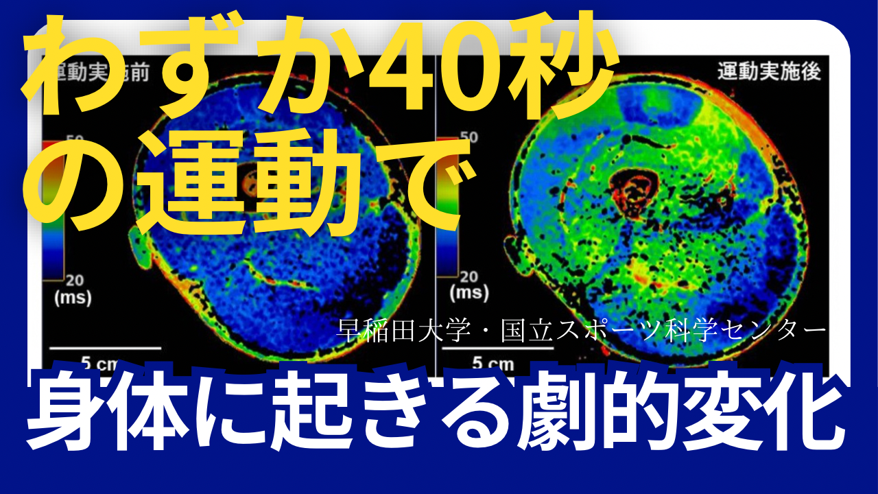 【美容】早稲田大学の研究チームが解明！40秒で全力の筋力アップ効果が週1、2回で現れる理由