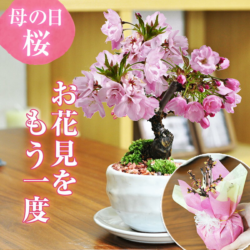 【楽天市場】初心者にも最適な桜盆栽で母の日を彩る