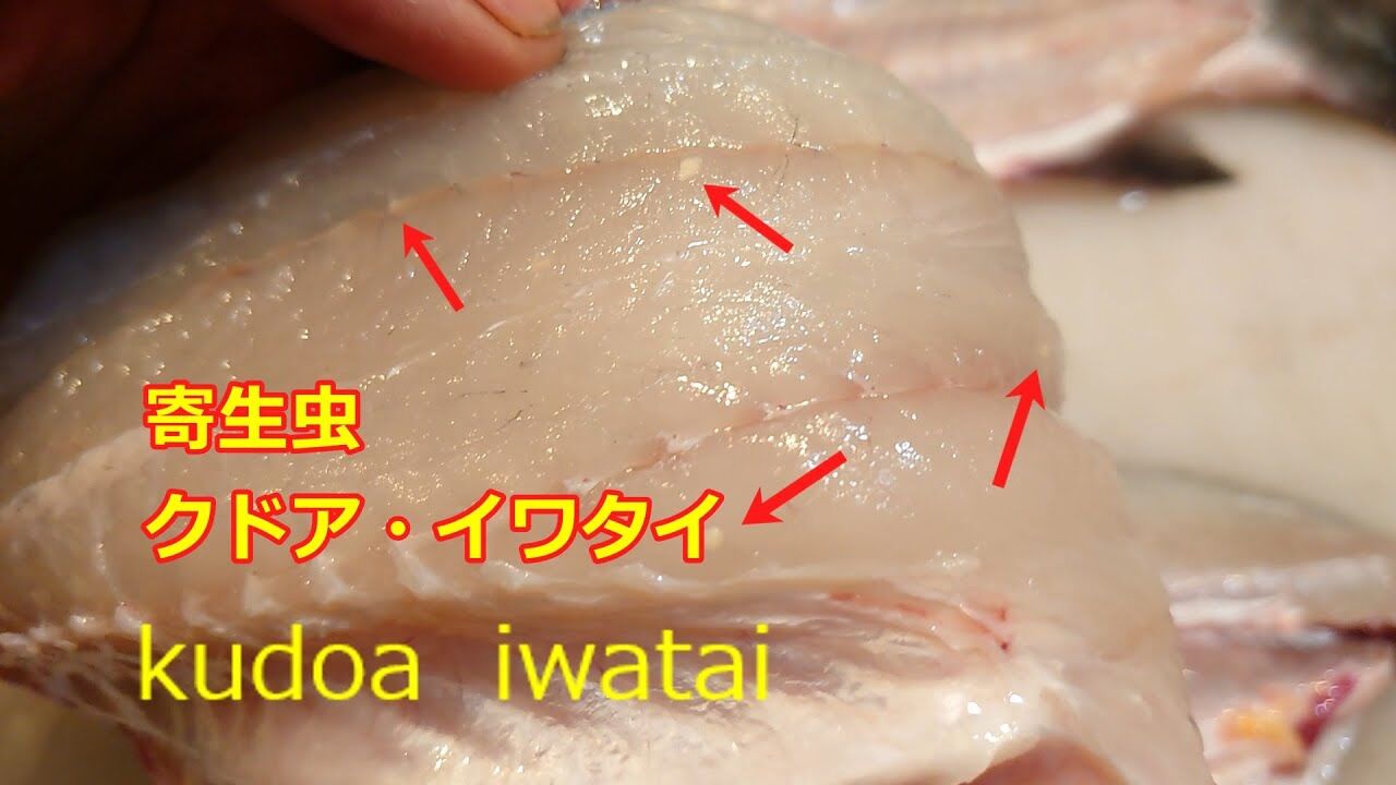 【注意】都内でクドアによる食中毒が発生！
