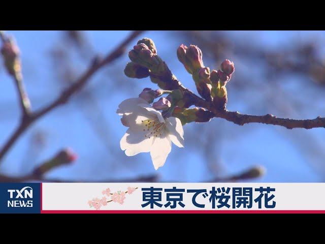 【春】東京でサクラ開花！気象庁が発表、平年より5日遅く
