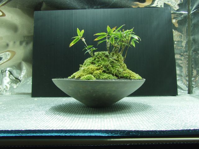 こぐまざさ 盆栽 室内園芸日記