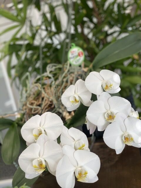 満開の胡蝶蘭