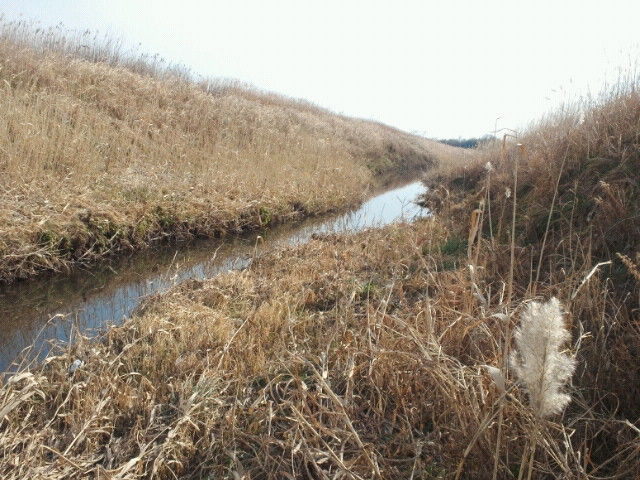 冬の熊谷 荒川緑地散歩 東京の特許事務所 創英 所長hの ほんやら日記