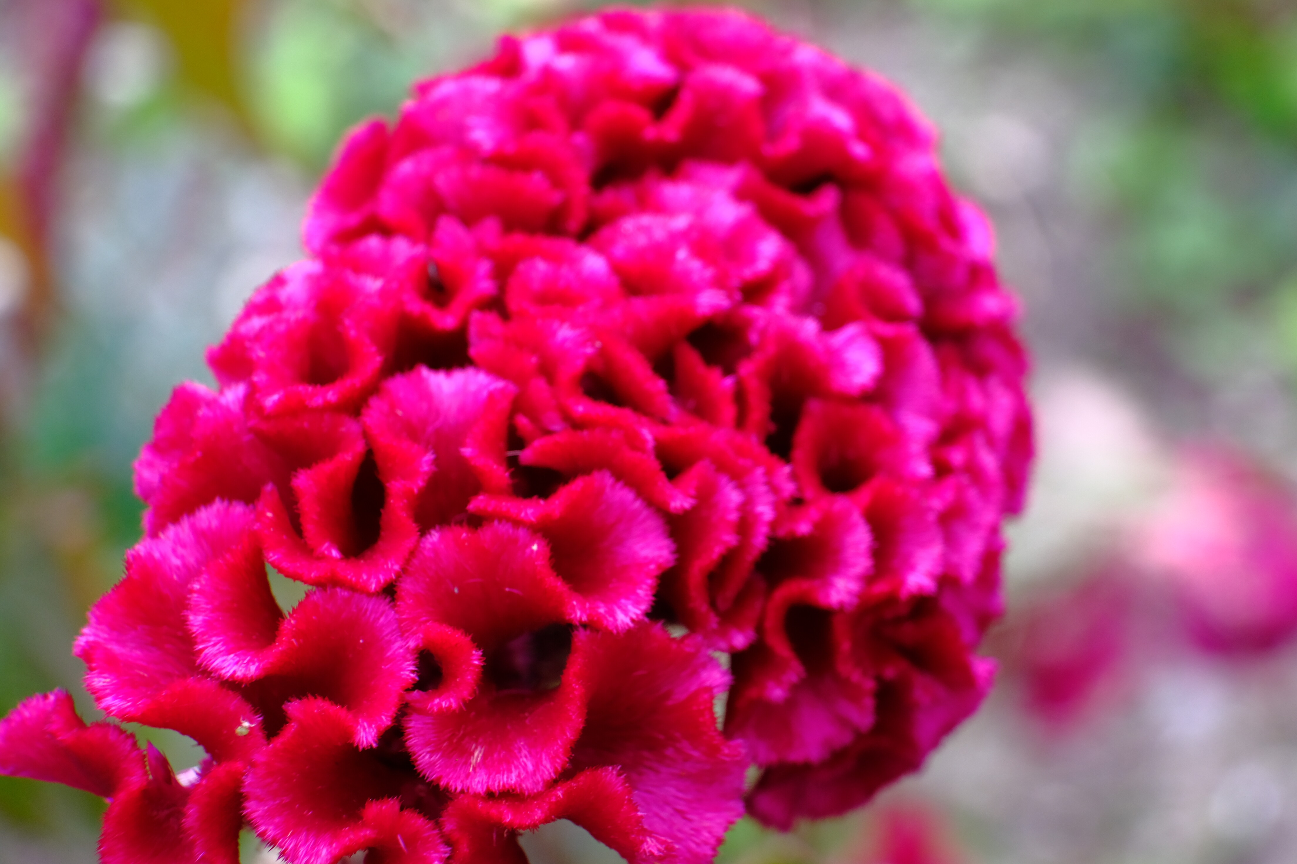 どうしようもない私の戯言 綺麗とグロいは紙一重 どうしようもない私が歩いてゐる