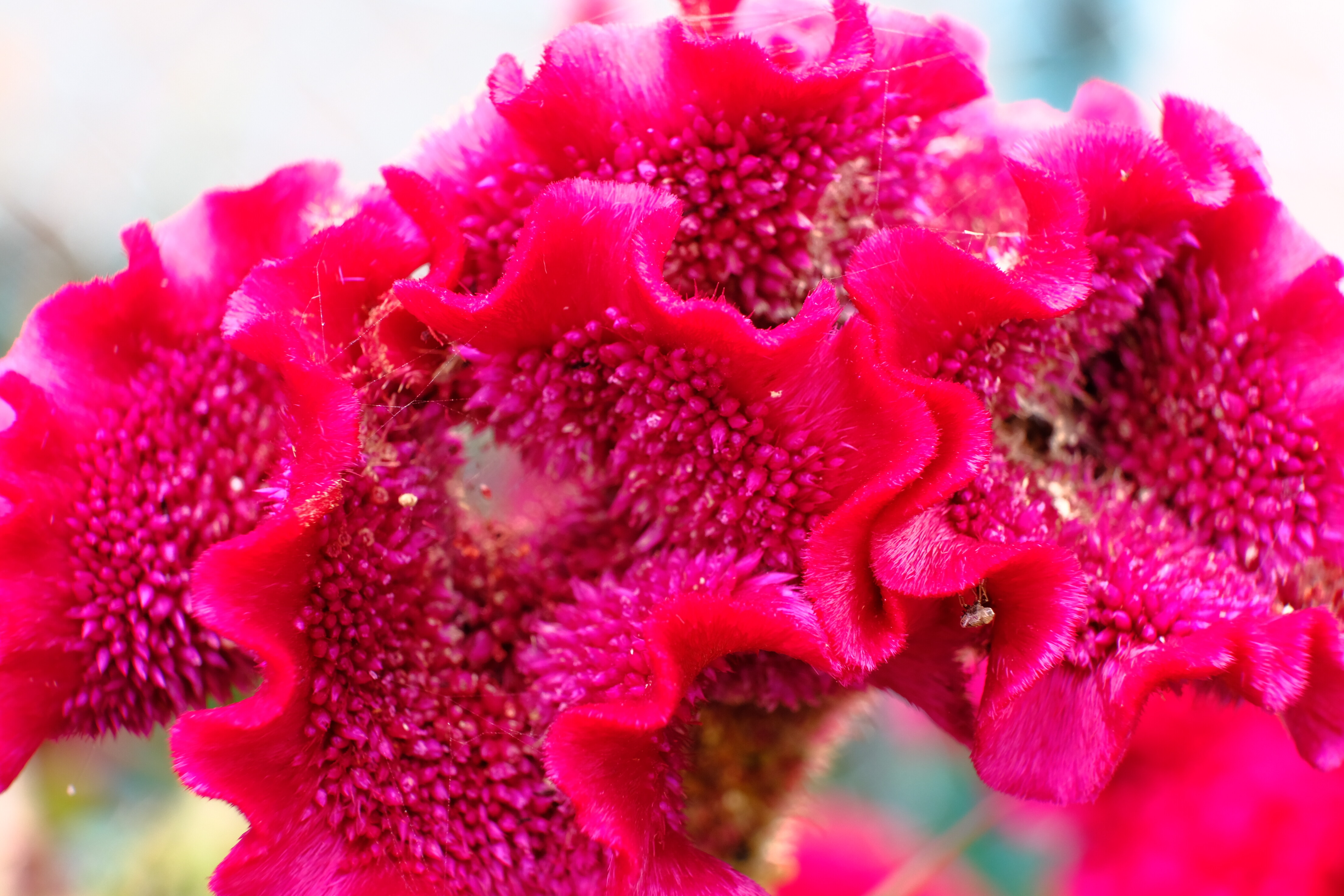 どうしようもない私の戯言 綺麗とグロいは紙一重 どうしようもない私が歩いてゐる