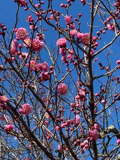 IMG_0087