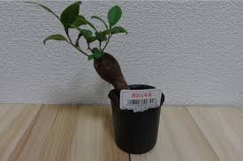 ガジュマル初期