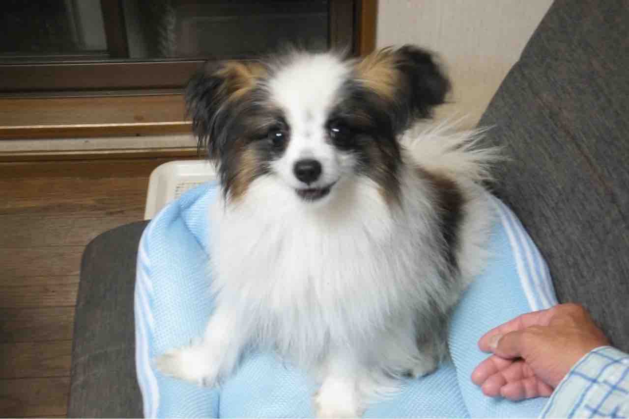 実家のバカ犬 亥寅娘の平凡且つ壮絶な日々