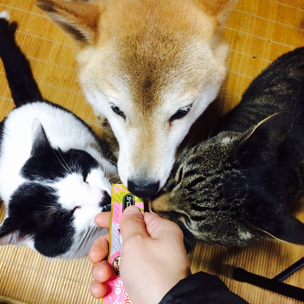 楽しみにすると熱を出す Soft Voiceのブログ 楽しみにすると熱を出す Soft Voiceのブログ