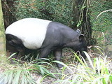250px-Tapirus_indicus