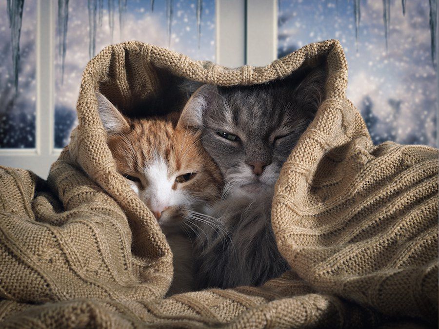猫に仲間意識はある 不思議な3つの行動 そーごー44