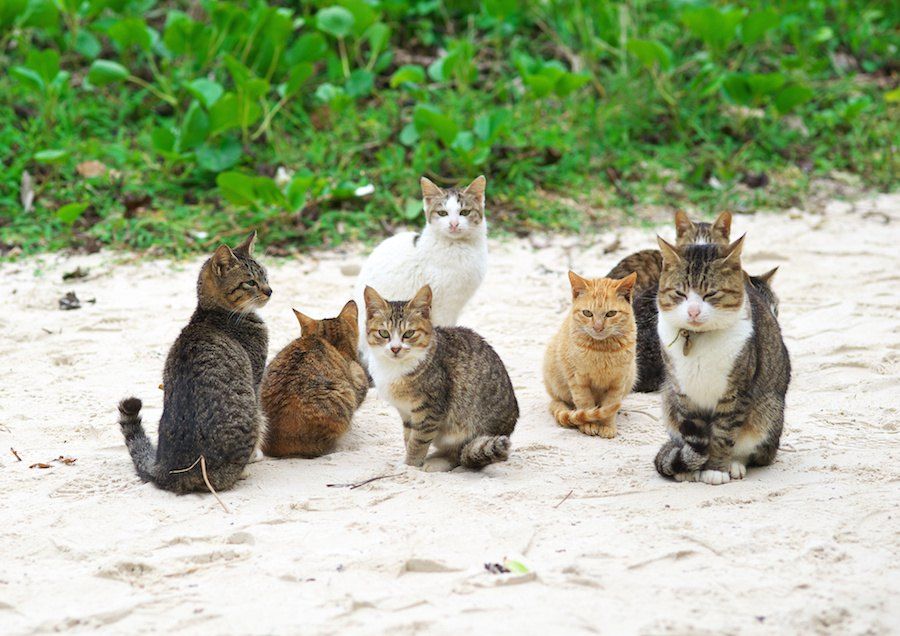 猫に仲間意識はある 不思議な3つの行動 そーごー44