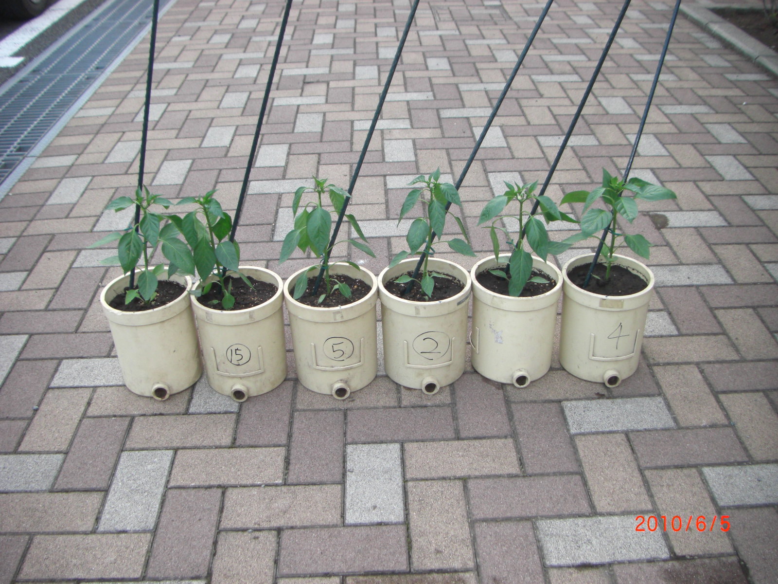 ピーマンの定植 ようちゃんの土壌の119番