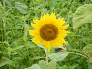 2009_0815ひまわり0006