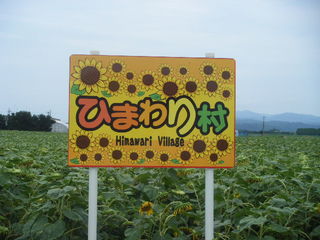 2009_0815ひまわり0007