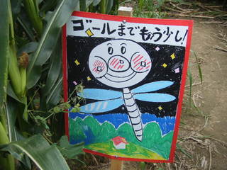 2009_0815ひまわり0015