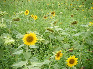 2009_0815ひまわり0002