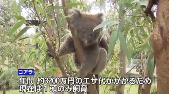 悲報 大阪唯一のコアラ エサ代 年間約3200万円 が高すぎるためイギリスへ移籍へ 速報z 悲報 大阪唯一のコアラ エサ代 年間約3200万円 が高すぎるためイギリスへ移籍へ 速報z