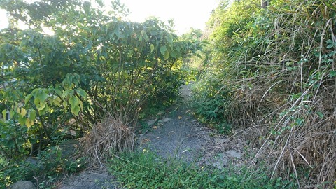 行く手を阻む植物たち