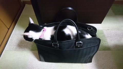 ビジネスモモちゃん①