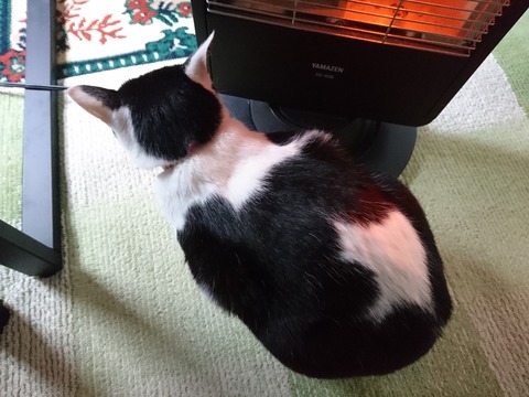 モモちゃんの背中2019