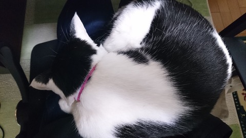 膝の上で寝るモモちゃん