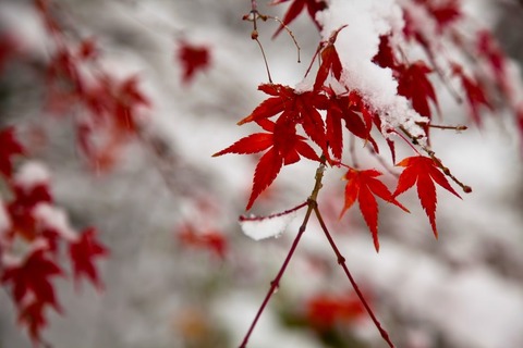 雪積もる紅葉