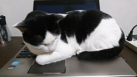 [画像:501d9b5d-s.jpg]