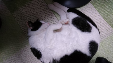 ヒーターがあったけぇモモちゃんその3
