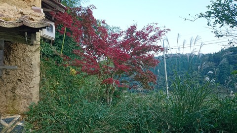 真っ赤な紅葉