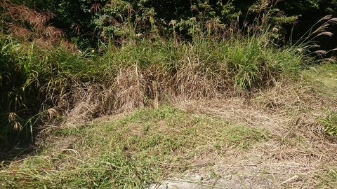 背丈以上の雑草