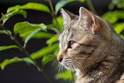 遠くを見据える猫