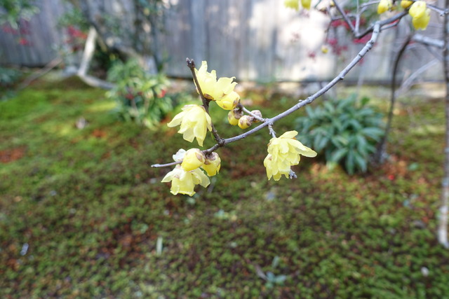 蠟梅　花一本 (2)